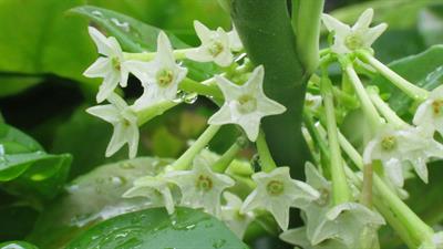 Cestrum nocturnum